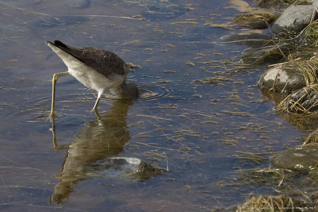 Common Greenshank, feeding habits