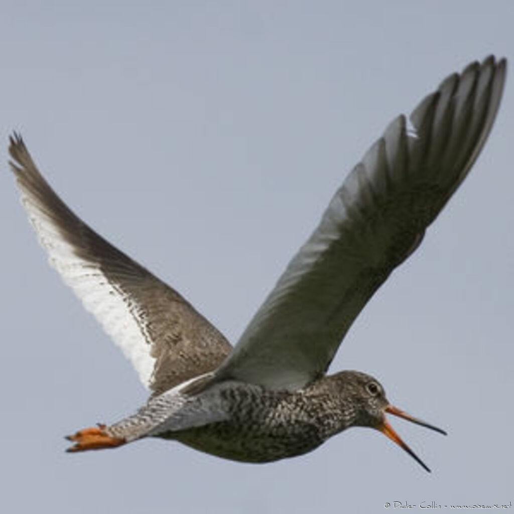 Common Redshank (robusta)