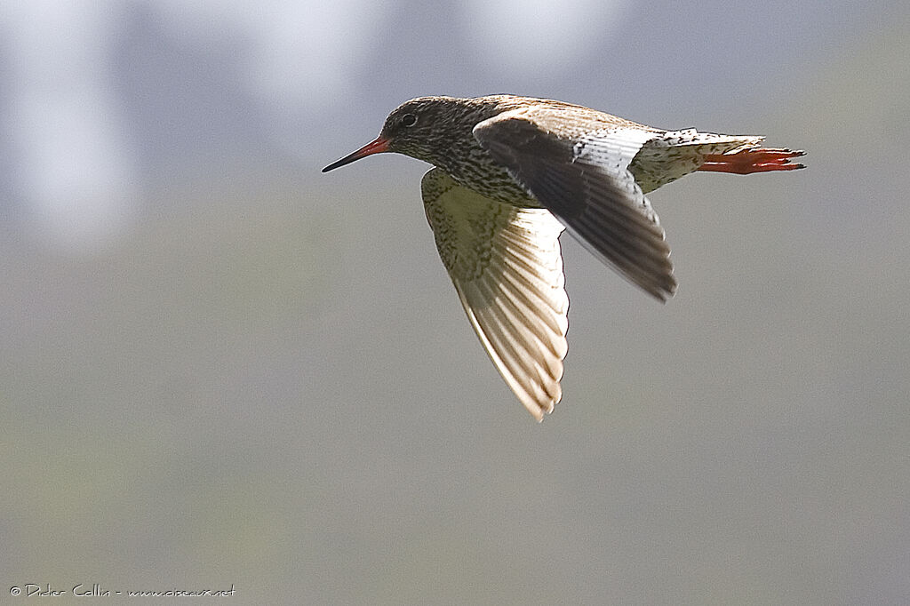 Common Redshank (robusta)