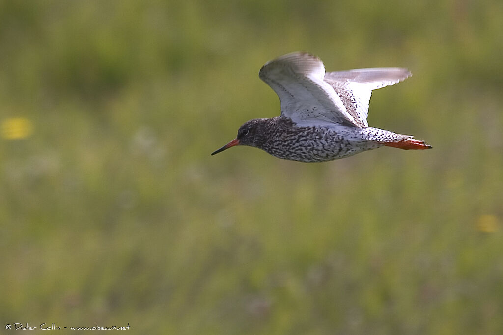 Common Redshank (robusta)