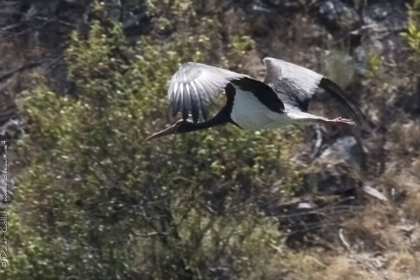 Black Storkadult, Flight