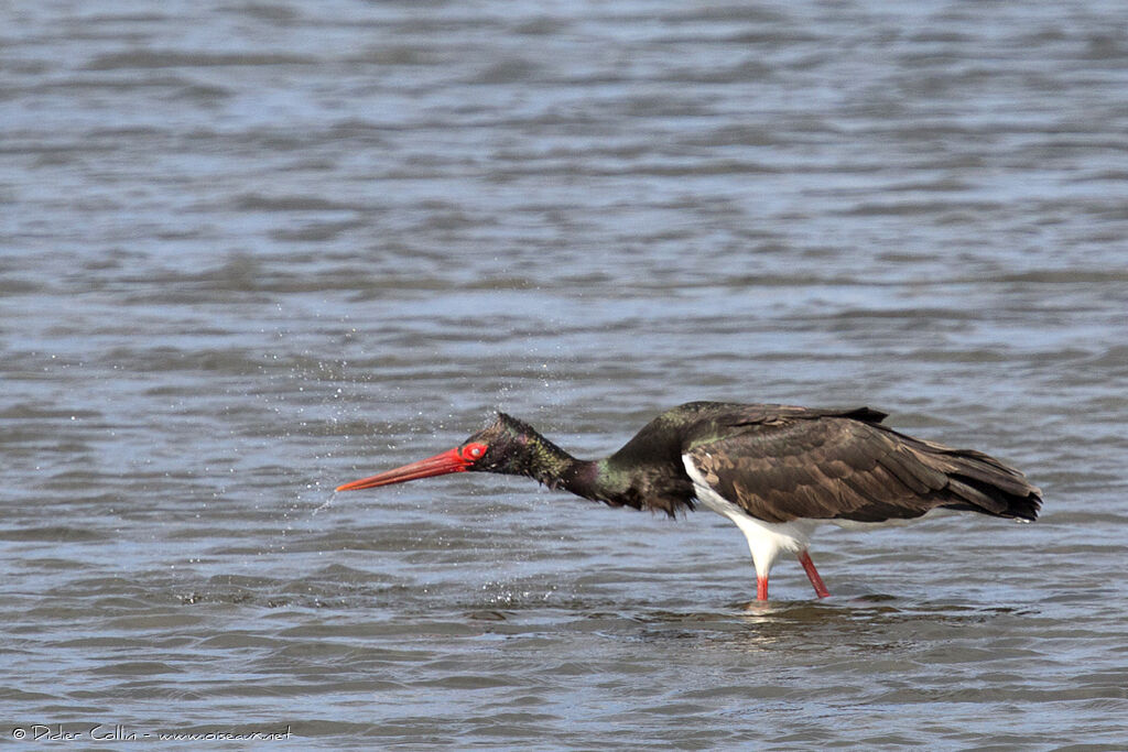 Black Storkadult, Behaviour