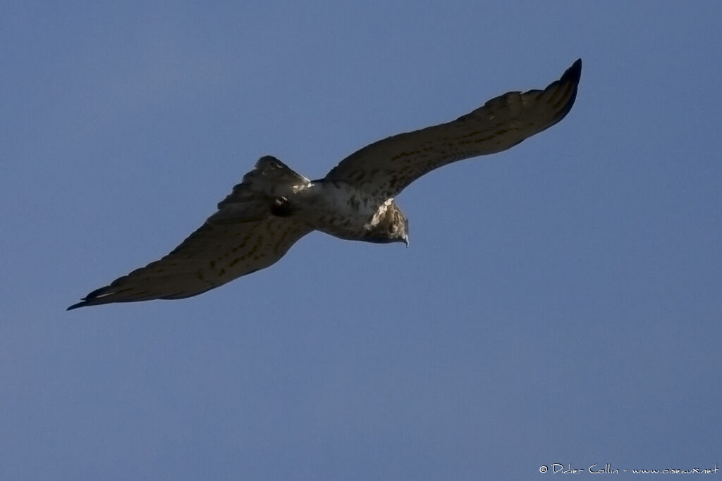 Short-toed Snake Eagle