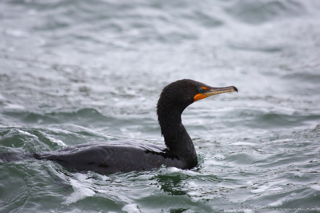 Cormoran à aigrettesadulte