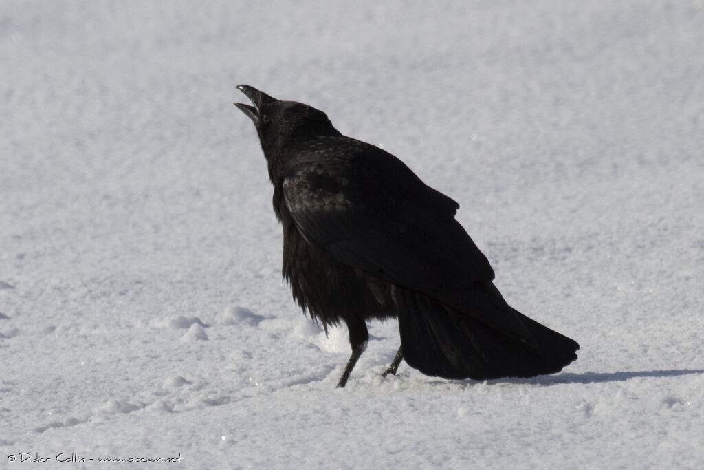 Carrion Crowadult, Behaviour