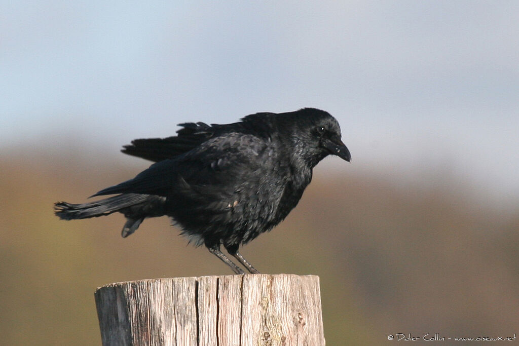 Carrion Crow