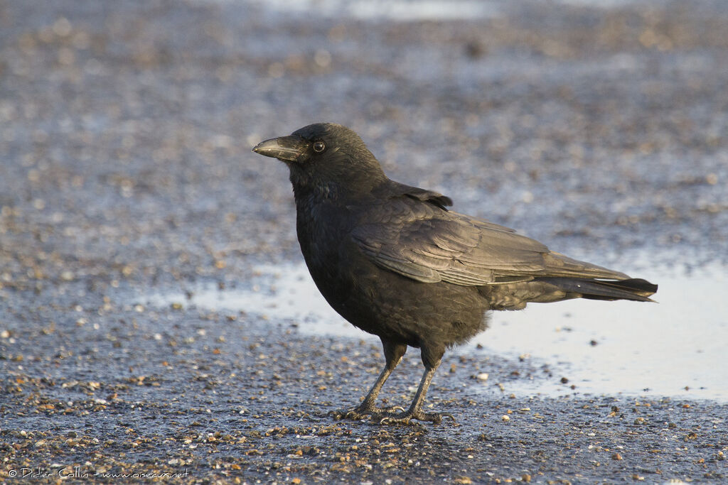 Carrion Crow