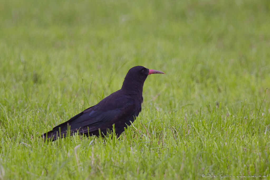 Red-billed Choughadult