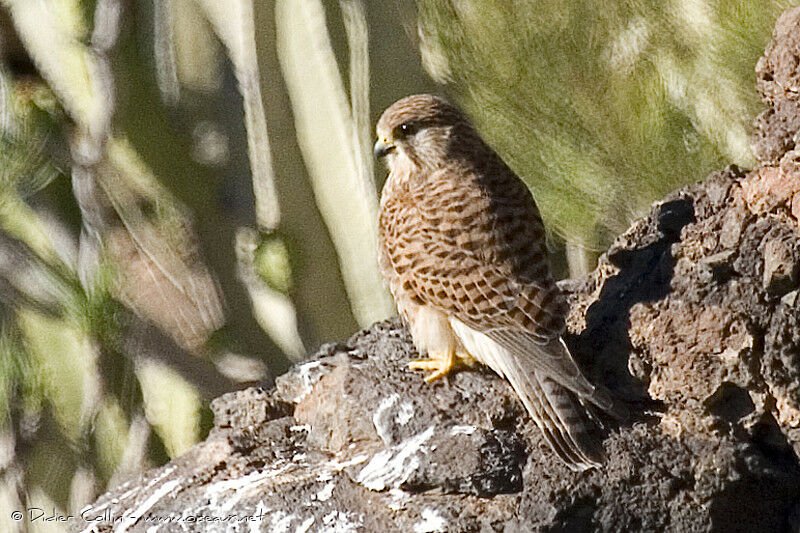 Crécerelle des Canaries