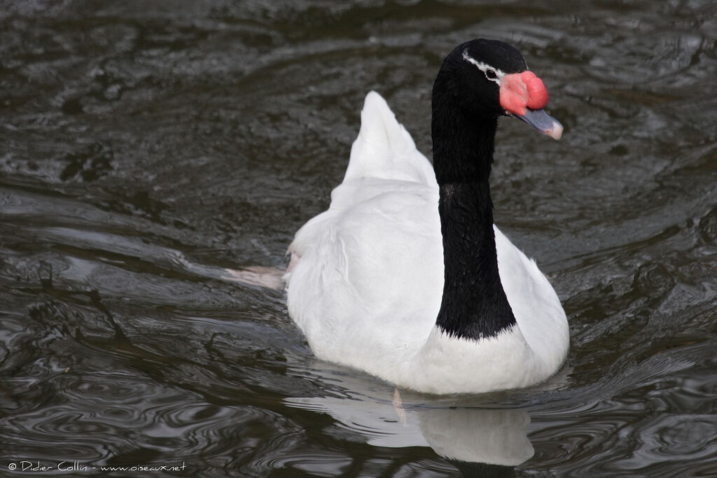 Cygne à cou noir, identification