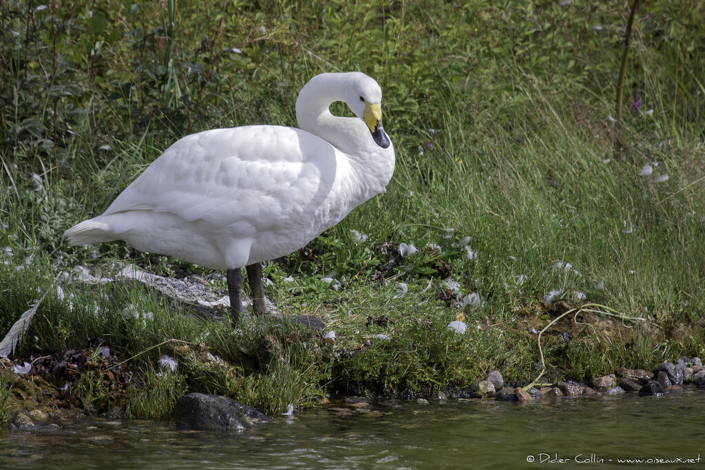 Cygne chanteuradulte