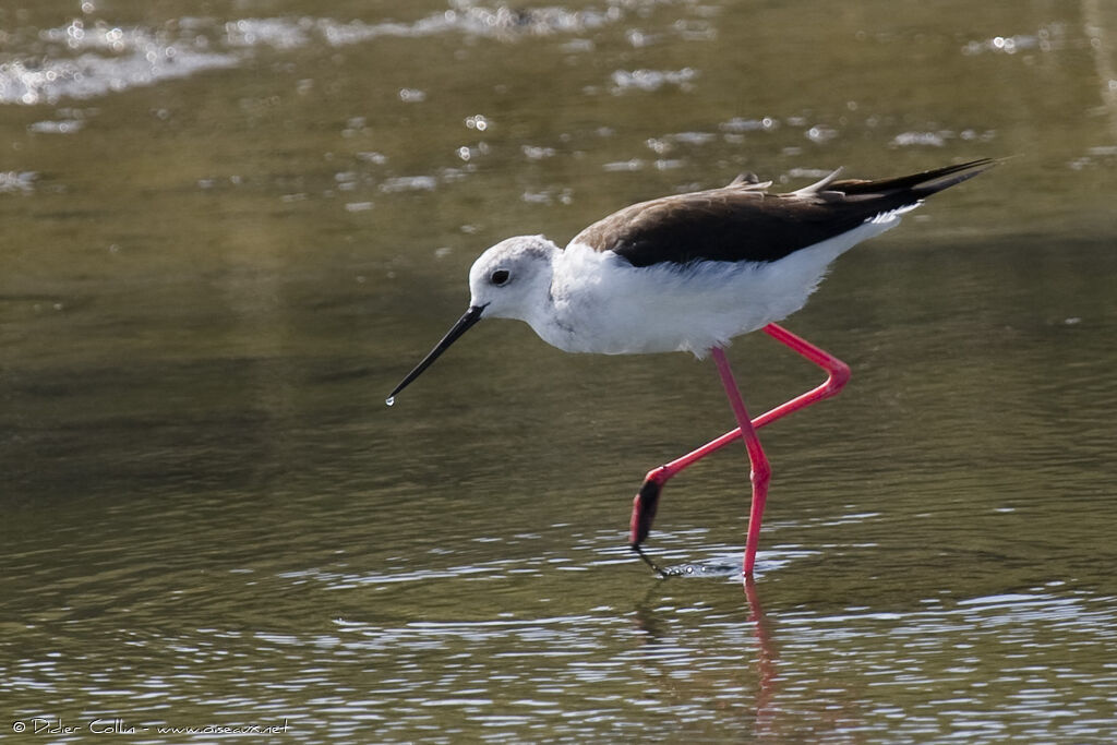 Black-winged Stiltadult, identification