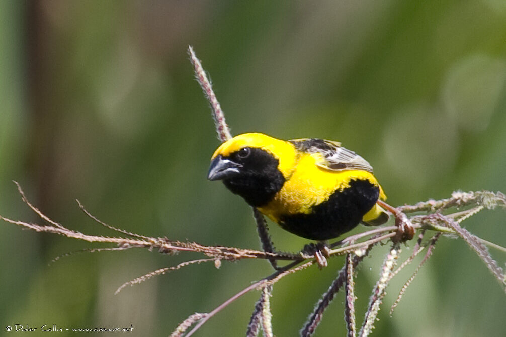 Euplecte vorabé mâle, identification