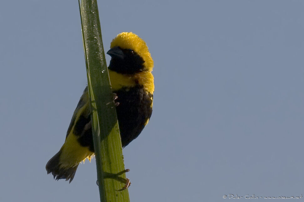 Yellow-crowned Bishop