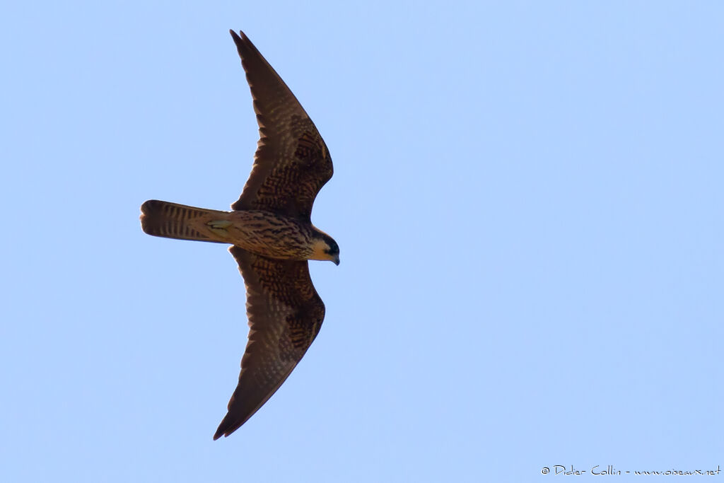 Eleonora's FalconFirst year, Flight