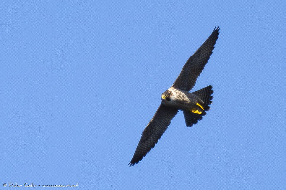 Peregrine Falcon (pelegrinoides) male adult, Flight