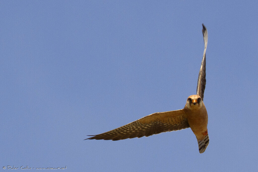 Red-footed Falcon female adult, Flight