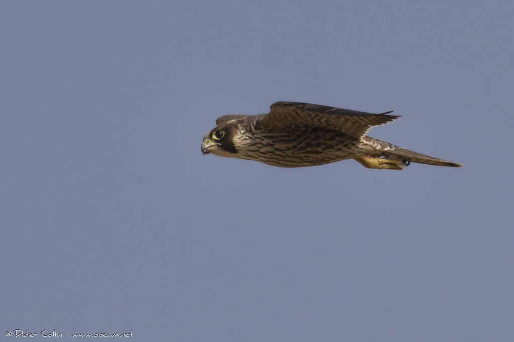 Peregrine Falconjuvenile, Flight