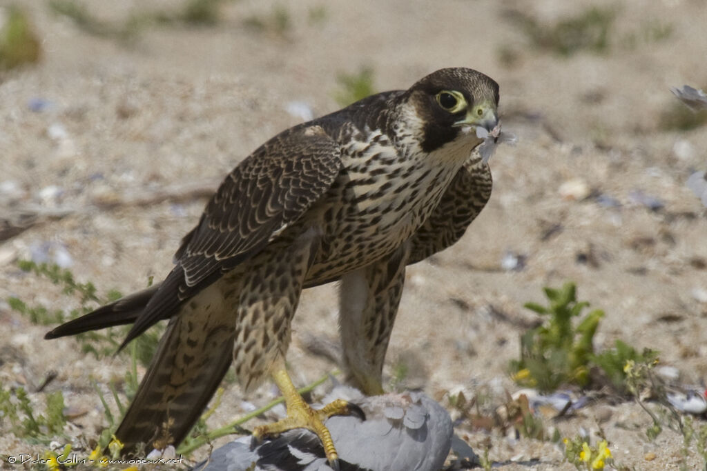 Faucon pèlerinjuvénile, identification, régime, Comportement