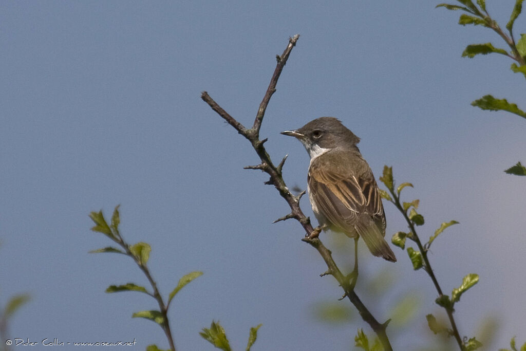 Fauvette grisette mâle adulte, identification