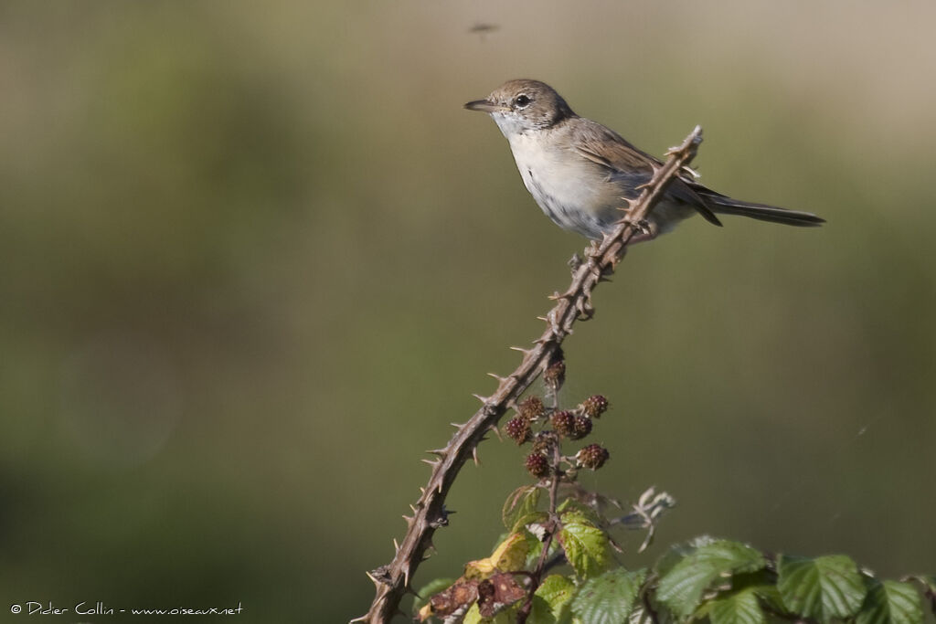 Common Whitethroat, identification