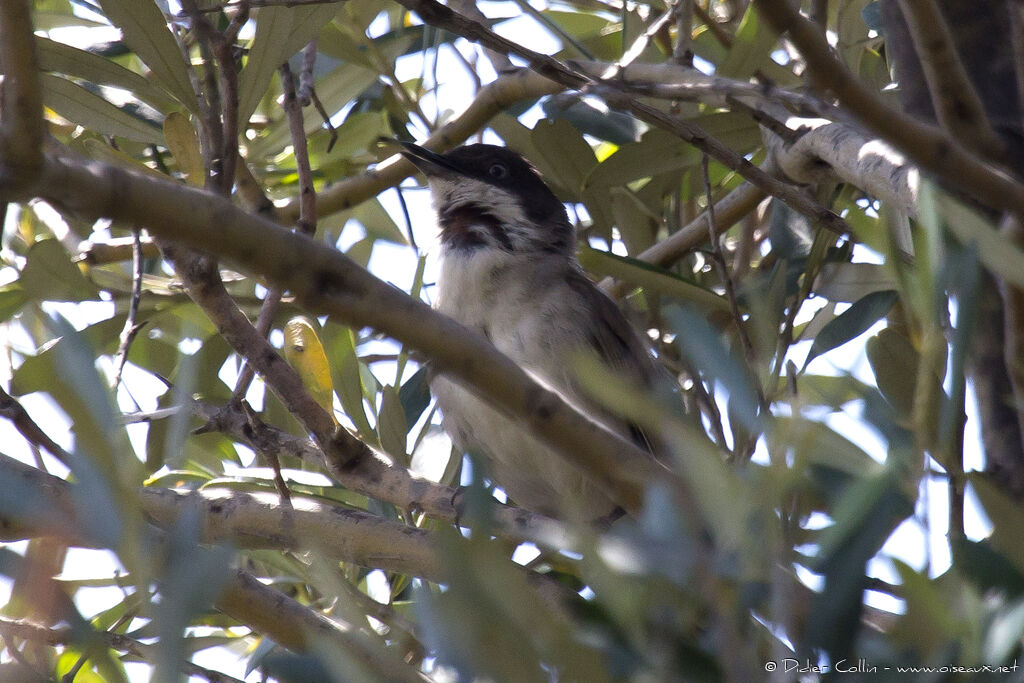 Eastern Orphean Warbleradult, song