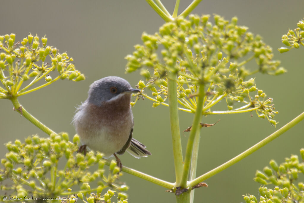 Fauvette passerinette mâle adulte, habitat