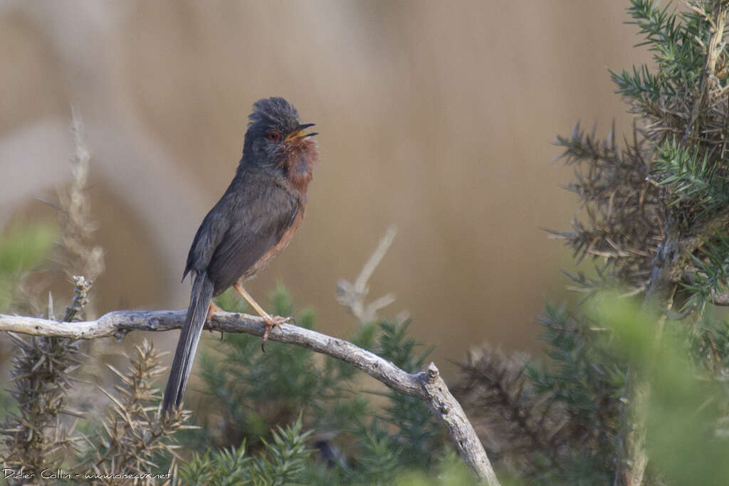 Dartford Warbler male adult breeding, pigmentation