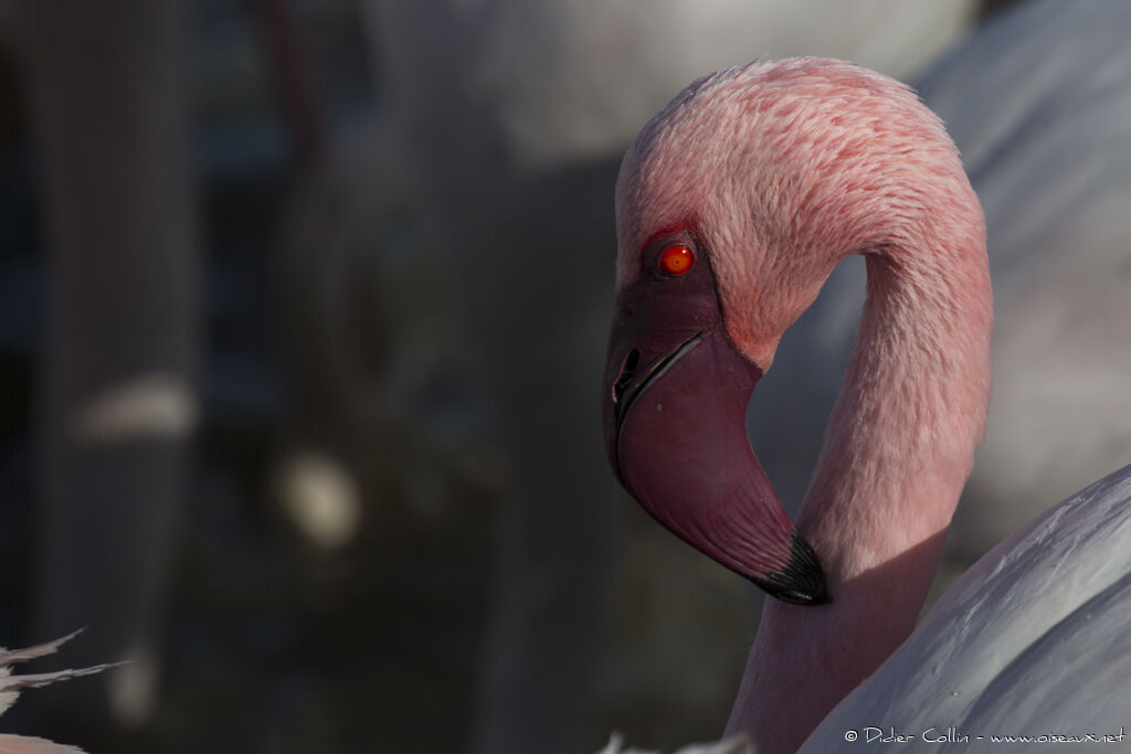 Flamant nain, identification