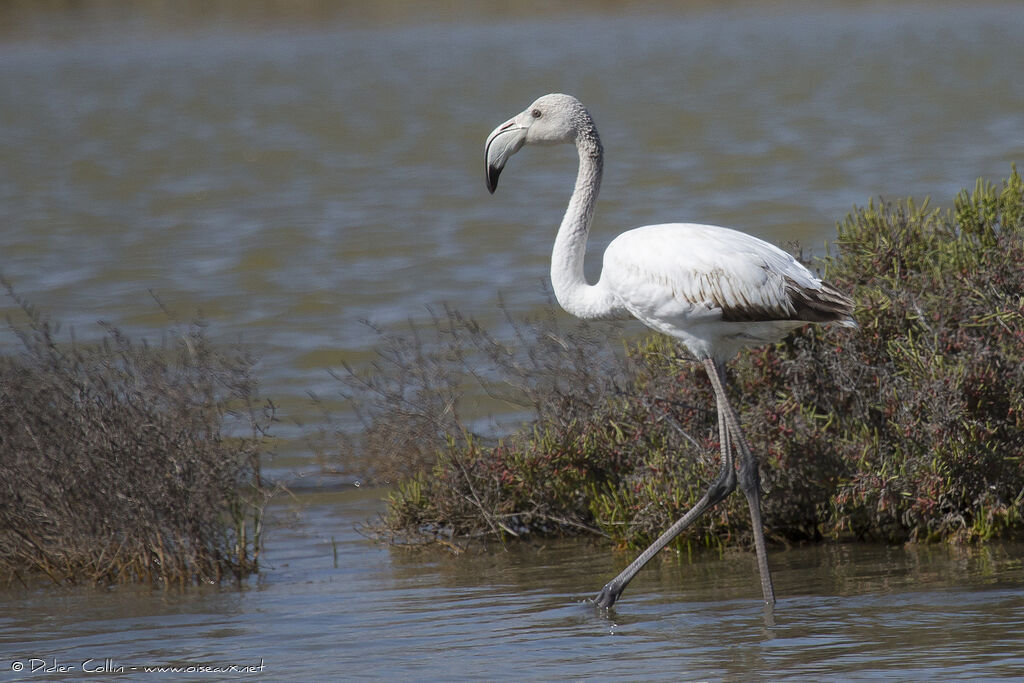 Greater Flamingoadult, identification