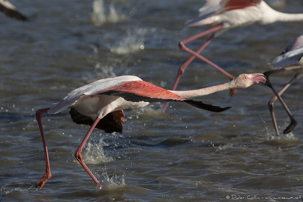 Greater Flamingo, Flight