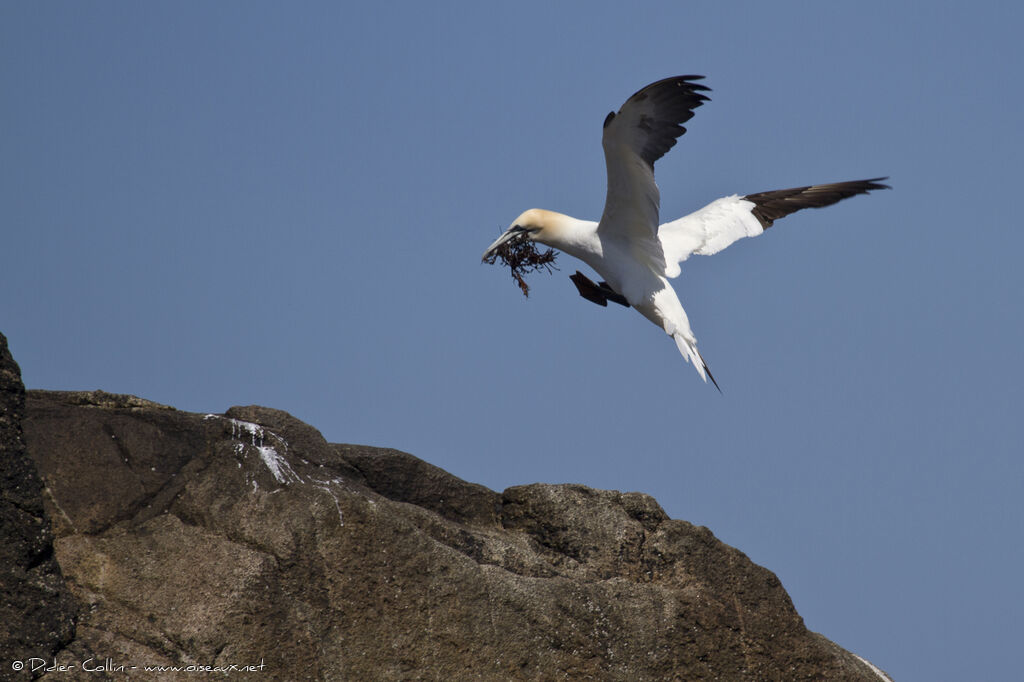 Northern Gannetadult, Behaviour