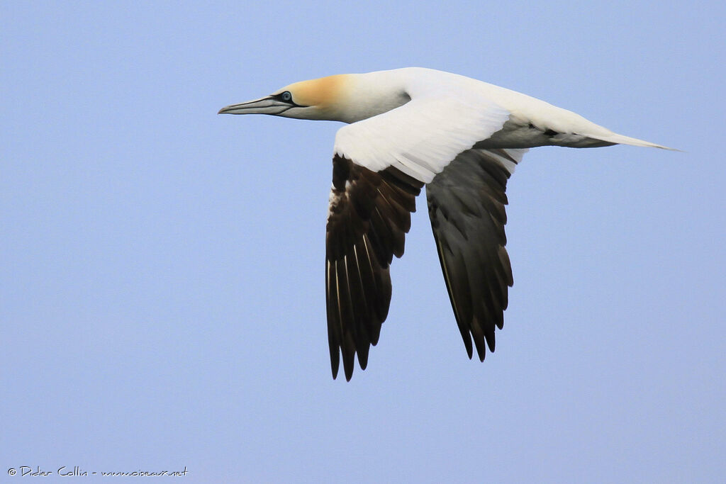 Northern Gannetadult breeding, Flight