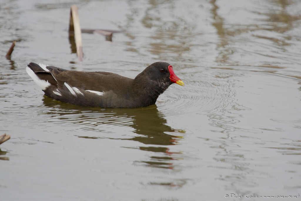 Common Moorhen male adult, identification