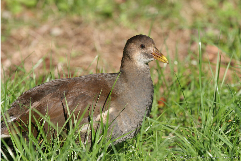 Common Moorhen