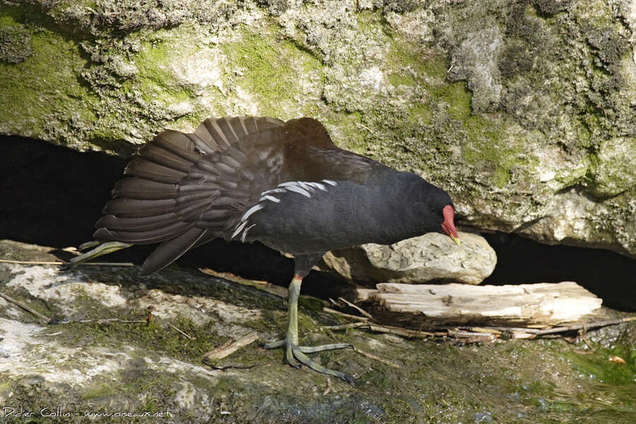 Common Moorhen male adult breeding, Behaviour