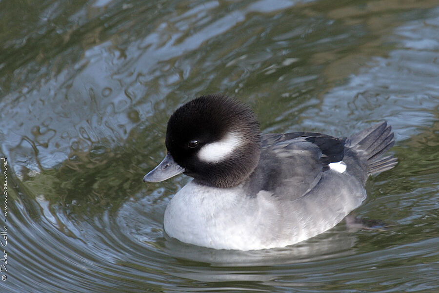 Bufflehead female adult, identification