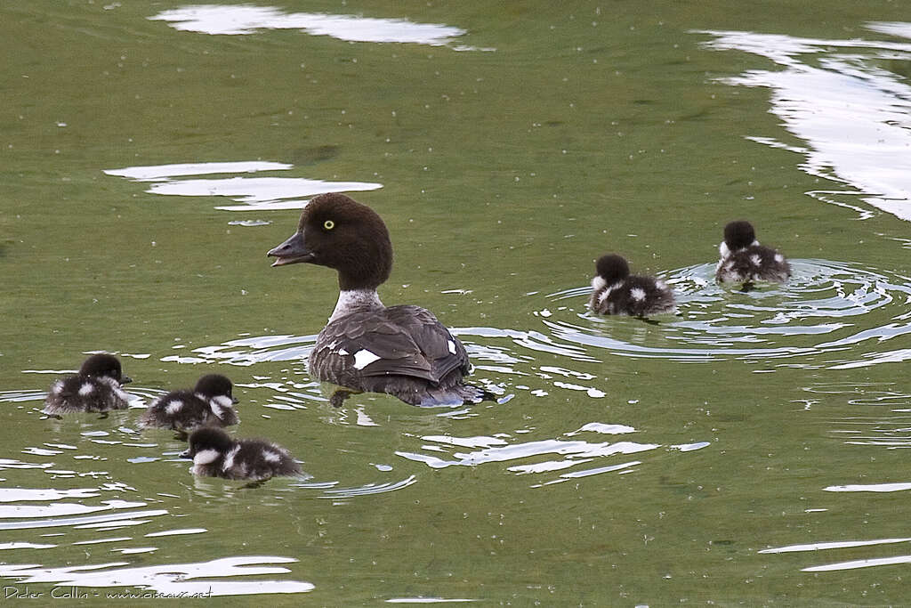 Barrow's Goldeneye female adult, close-up portrait