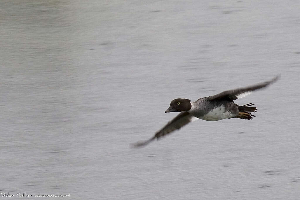 Barrow's Goldeneye female adult, Flight