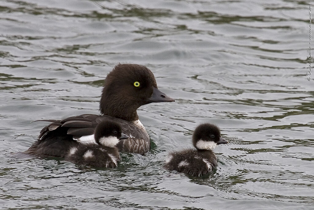 Barrow's Goldeneye, identification