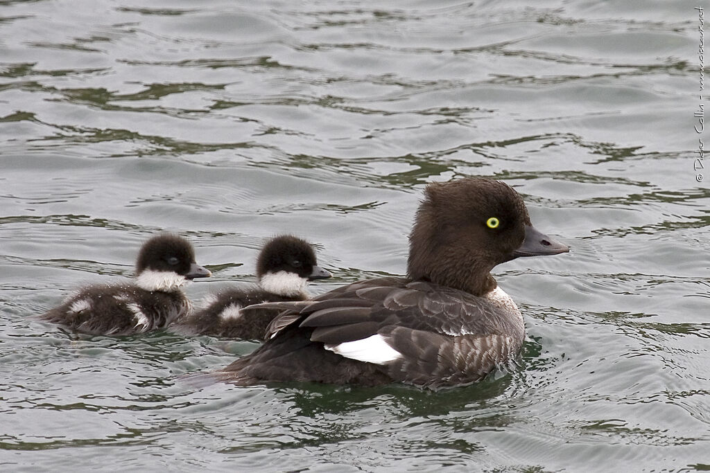 Garrot d'Islande, nage, Nidification