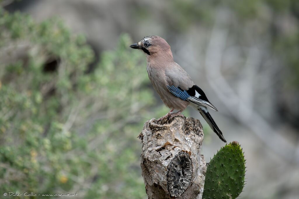 Geai des chênesadulte, identification