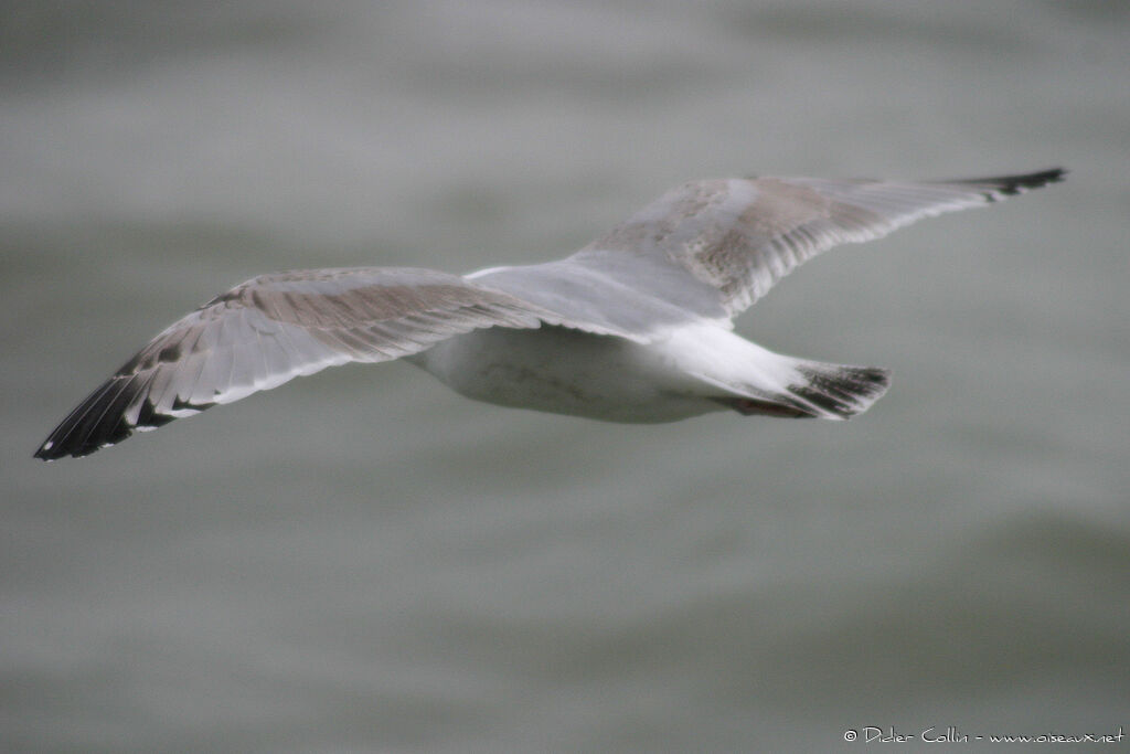 European Herring Gull