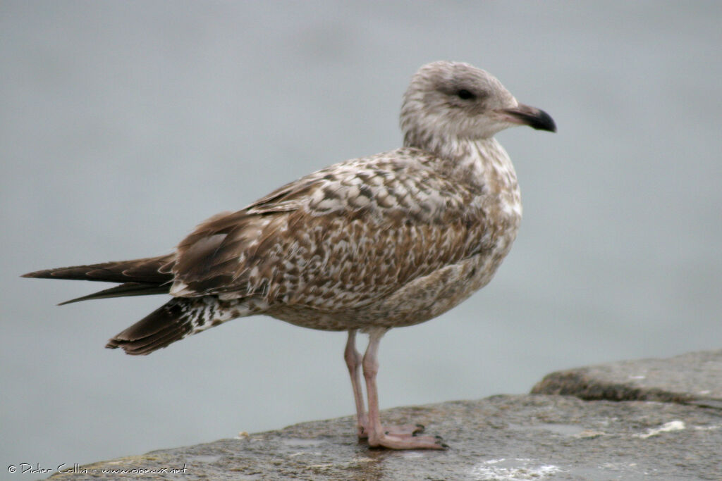 Goéland argenté, identification