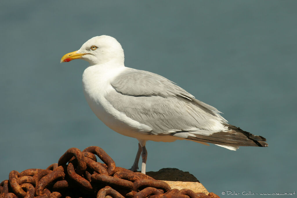 Goéland argentéadulte, identification