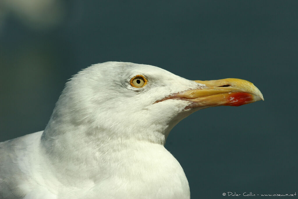 European Herring Gull