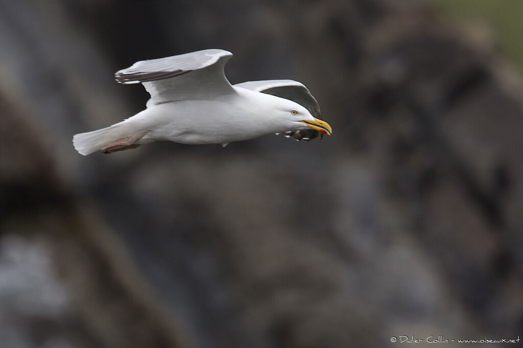 European Herring Gulladult breeding, Flight