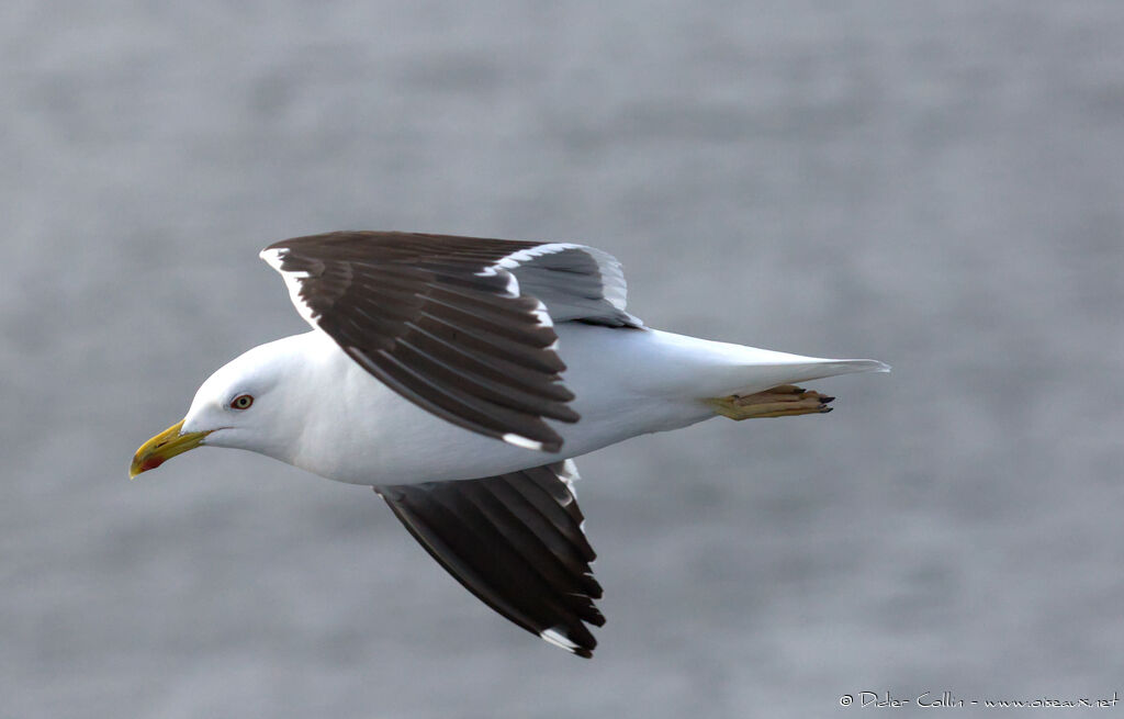 Lesser Black-backed Gulladult, Flight