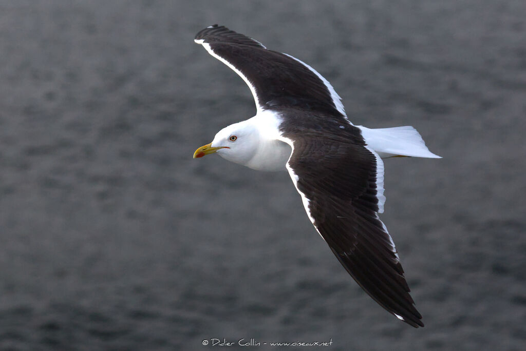 Lesser Black-backed Gulladult, aspect, Flight