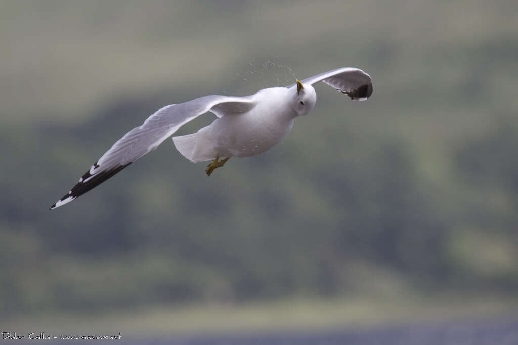 Common Gulladult breeding, Flight, Behaviour